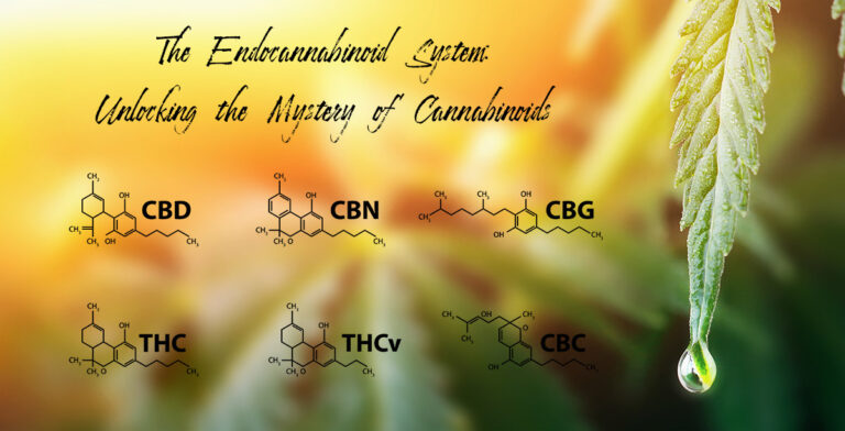 Complete information about cannabinoids