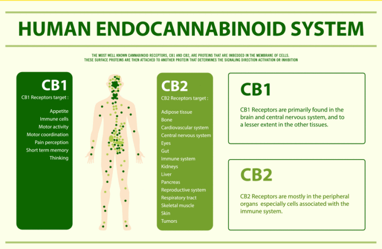 The human endocannabinoid system